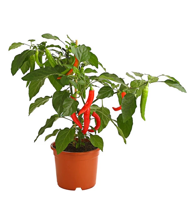 Pick-a-Hot Pep® Peperoni Mit Früchten 1 Pick-a-Hot Pep® Peperoni Mit Früchten