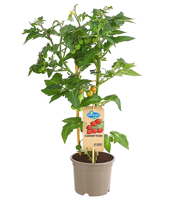 Pick-a-Tom® Cocktailtomate 'Candy' Mit Früchten 1 Pick-a-Tom® Cocktailtomate 'Candy' Mit Früchten