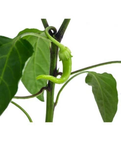 Türkische Peperoni -Garten Und Außenbereich 8839094 WE DE 001 TuerkischerPeperon