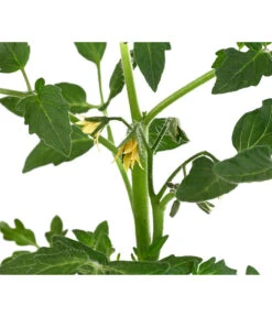 Tomate 'Previa' -Garten Und Außenbereich 8839136 WE DE 001 TomatePrevia