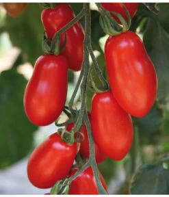 Mini San-Marzano Tomate 'Trilly' -Garten Und Außenbereich 8839144 we DE 001 TomateTrilly