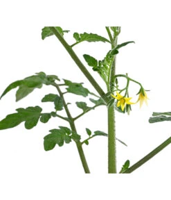 Cherrytomate 'Pepe' -Garten Und Außenbereich 8839243 WE DE 001 CherrytomateRot