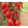 Mini San-Marzano Tomate 'Trilly'