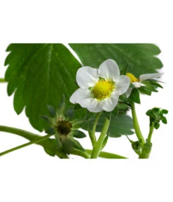 Erdbeerampel 7 Erdbeerampel -Garten Und Außenbereich 8840753 WE DE 001 FragariaErdbeerampelT20