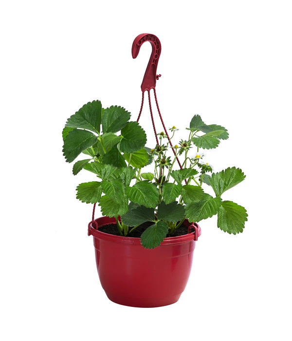 Erdbeerampel 2 Erdbeerampel – Bild 2