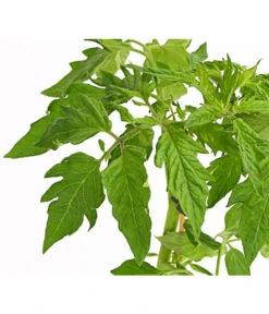 Bioland Fleischtomate 9 Bioland Fleischtomate -Garten Und Außenbereich 8842627 WE DE 001 BioFleischtomateT12DehnerExpressHerzig