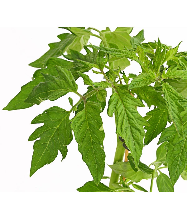 Bioland Fleischtomate 5 Bioland Fleischtomate – Bild 5