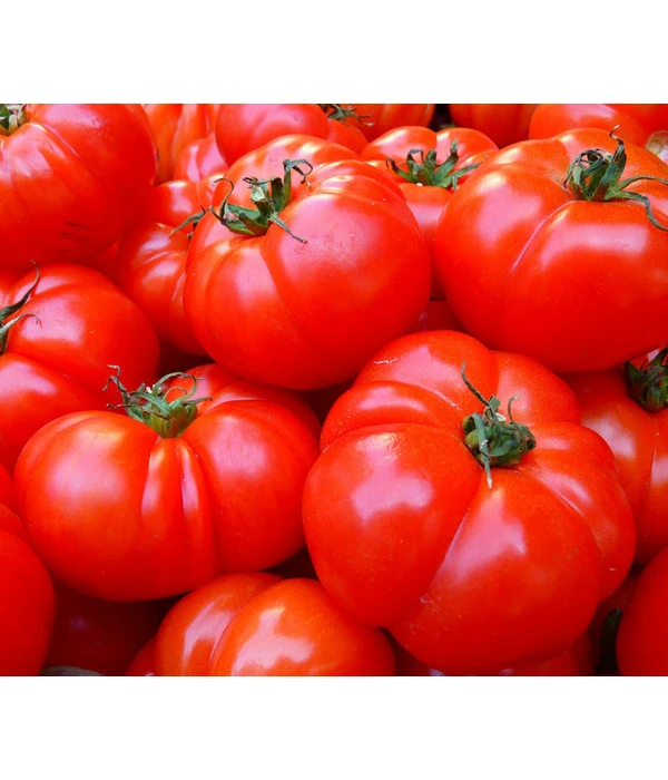Bioland Fleischtomate 1 Bioland Fleischtomate