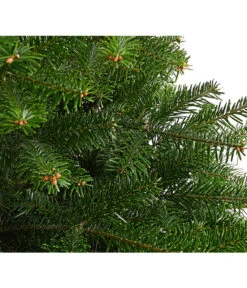 Nordmann-Tanne, B-Sortierung, Ca. 100-125 Cm, Im Topf Gewachsen -Garten Und Außenbereich 8995706 WE DE 001 AbiesNordmannianaNordmanntanne100 125Container8LiterBSortierungDehnerExpressHerzig