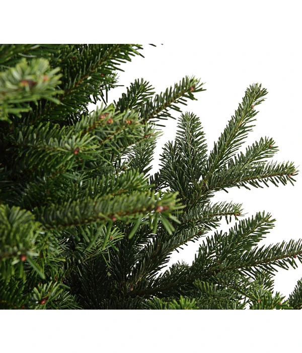 Nordmann-Tanne, Ca. 150-200 Cm, Gesägt 2 Nordmann-Tanne, Ca. 150-200 Cm, Gesägt – Bild 2