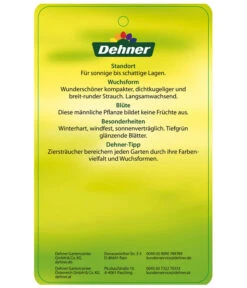 Stechpalme 'Heckenstar' -Garten Und Außenbereich AmerikanischerIlexHeckenstar Etikett 2