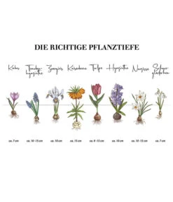 Dehner Blumenzwiebel 5 Monate Blütenpracht, 200 Stk. -Garten Und Außenbereich Infografik Blumenzwiebel