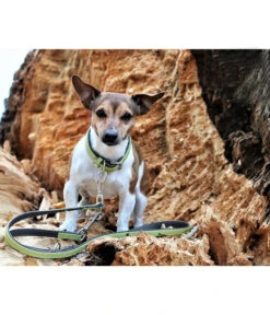 Das Lederband Hundehalsband Style Amsterdam Lime/Lava -Garten Und Außenbereich M200008634 4043097 M200008635 WE M 001 DasLederbandHundehalsbandundHundeleineAmsterdamLimeLava