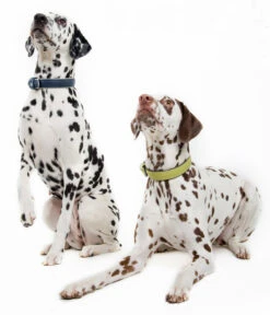 Das Lederband Hundehalsband Style Amsterdam Lime/Lava -Garten Und Außenbereich M200008634 M200008642 WE M 002 DasLederbandHundehalsbandAmsterdamLimeLavaundNavy