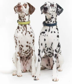 Das Lederband Hundehalsband Style Amsterdam Lime/Lava -Garten Und Außenbereich M200008634 M200008642 WE M 003 DasLederbandHundehalsbandAmsterdamLimeLavaundNavy